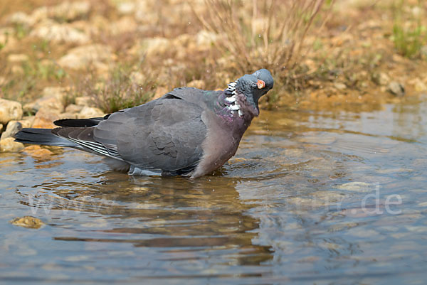 Ringeltaube (Columba palumbus)