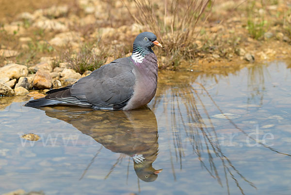 Ringeltaube (Columba palumbus)