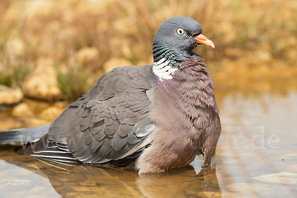 Ringeltaube (Columba palumbus)