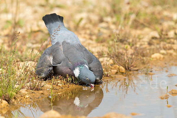 Ringeltaube (Columba palumbus)