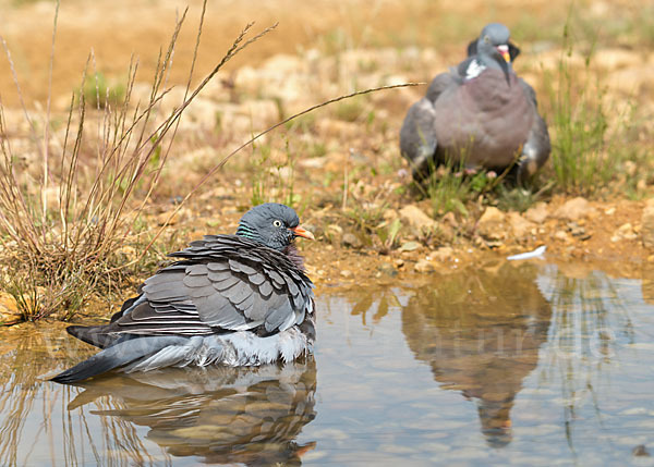 Ringeltaube (Columba palumbus)