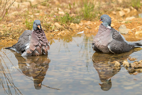 Ringeltaube (Columba palumbus)