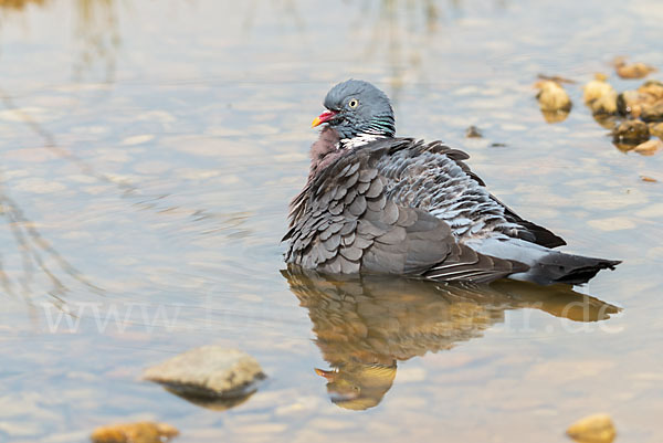 Ringeltaube (Columba palumbus)