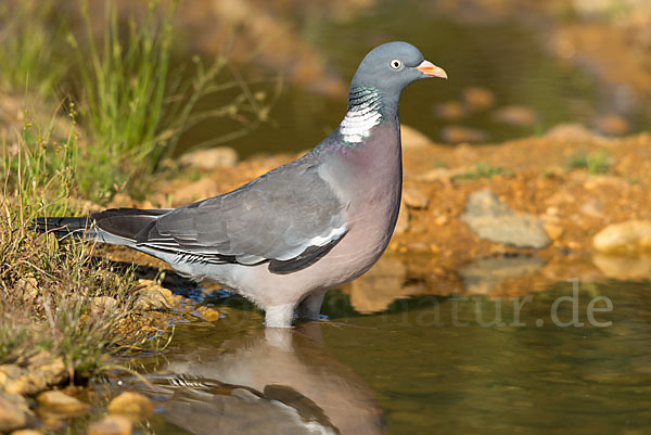 Ringeltaube (Columba palumbus)