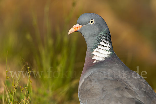 Ringeltaube (Columba palumbus)