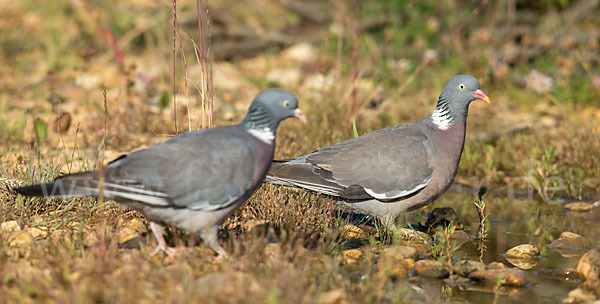 Ringeltaube (Columba palumbus)