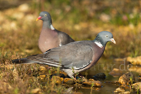 Ringeltaube (Columba palumbus)