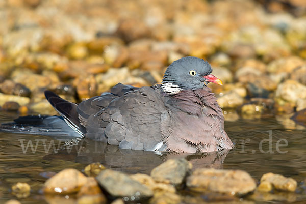 Ringeltaube (Columba palumbus)