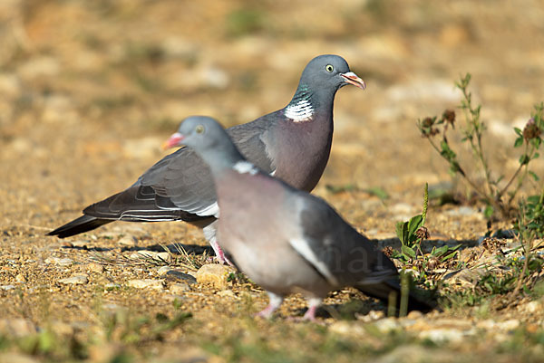 Ringeltaube (Columba palumbus)