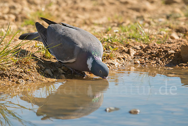 Ringeltaube (Columba palumbus)