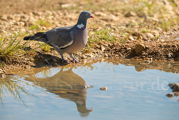 Ringeltaube (Columba palumbus)