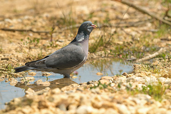 Ringeltaube (Columba palumbus)