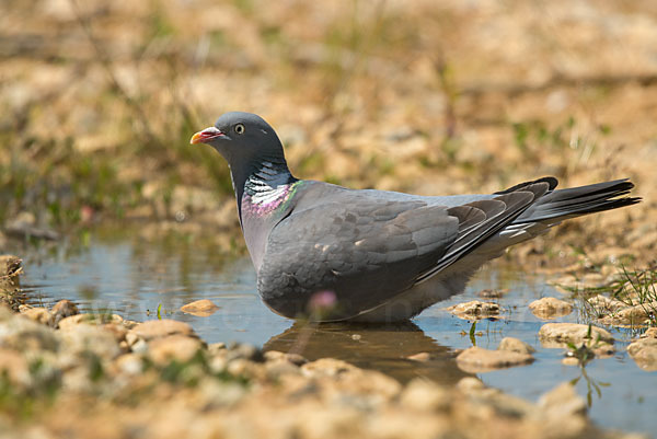 Ringeltaube (Columba palumbus)