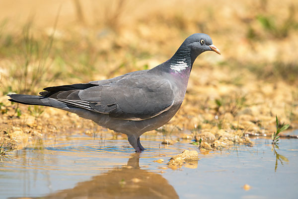 Ringeltaube (Columba palumbus)