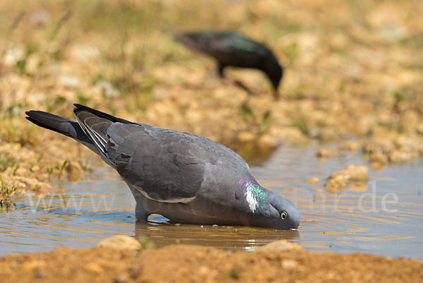 Ringeltaube (Columba palumbus)