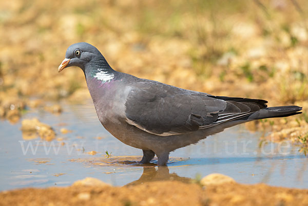 Ringeltaube (Columba palumbus)