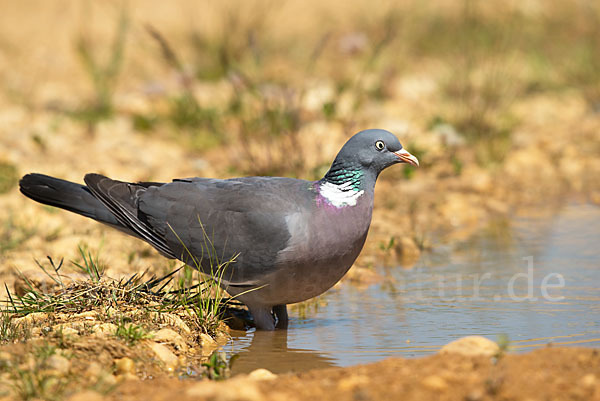 Ringeltaube (Columba palumbus)