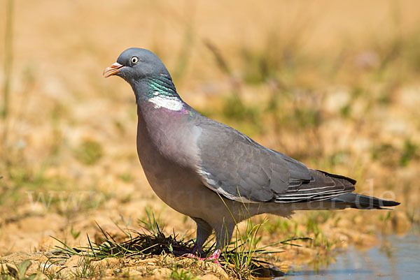 Ringeltaube (Columba palumbus)