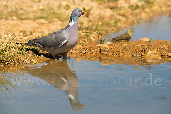 Ringeltaube (Columba palumbus)