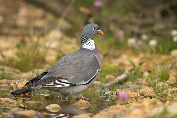 Ringeltaube (Columba palumbus)