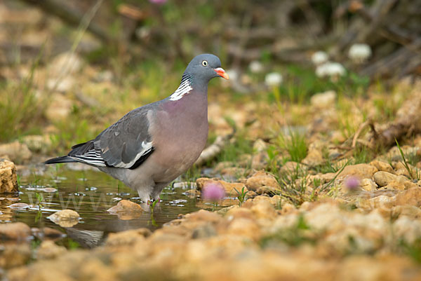 Ringeltaube (Columba palumbus)