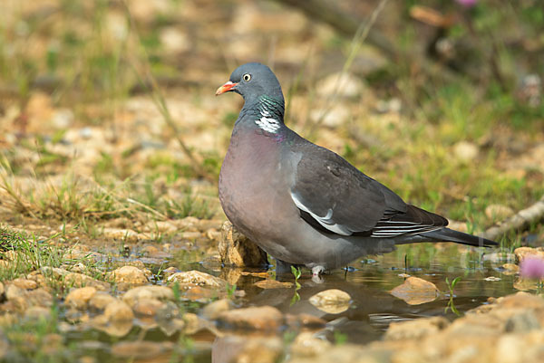 Ringeltaube (Columba palumbus)