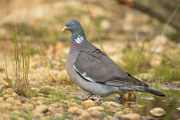 Ringeltaube (Columba palumbus)