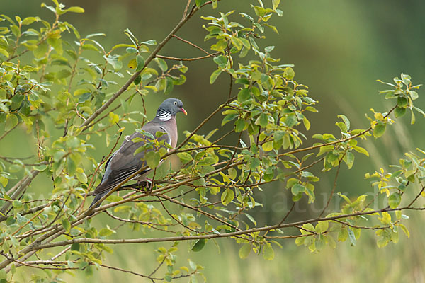 Ringeltaube (Columba palumbus)