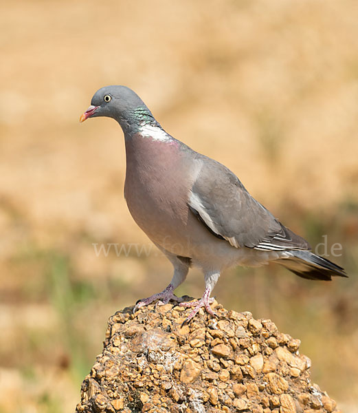 Ringeltaube (Columba palumbus)