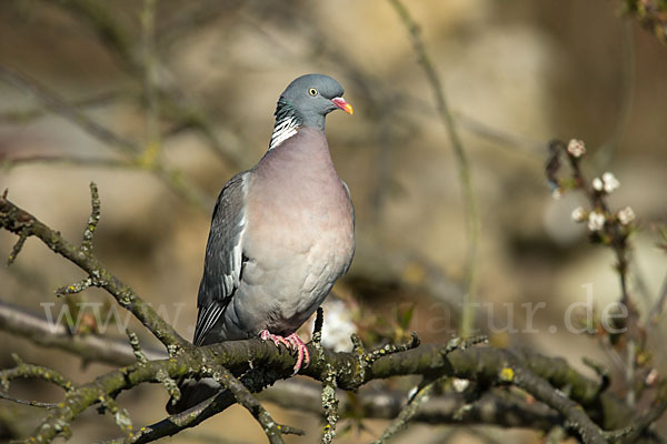 Ringeltaube (Columba palumbus)