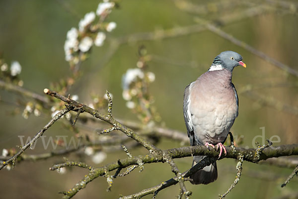 Ringeltaube (Columba palumbus)