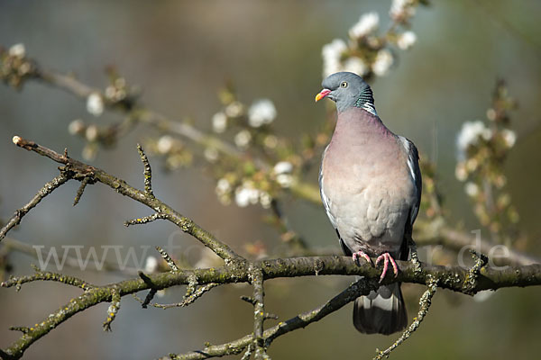 Ringeltaube (Columba palumbus)