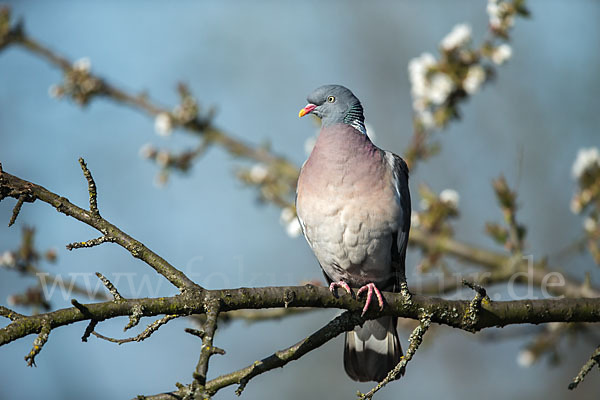 Ringeltaube (Columba palumbus)