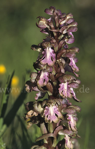 Roberts Mastorchis (Barlia robertiana)