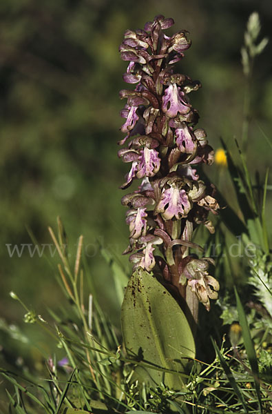 Roberts Mastorchis (Barlia robertiana)