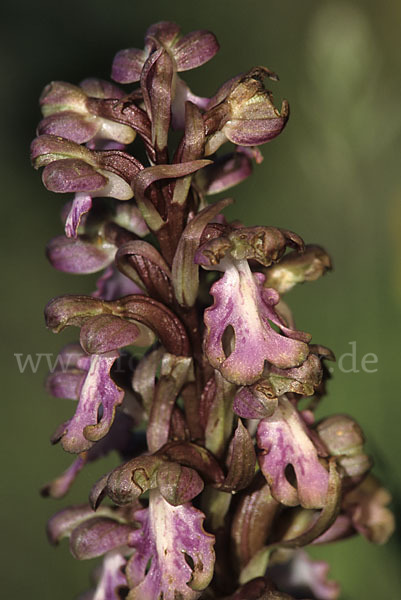 Roberts Mastorchis (Barlia robertiana)