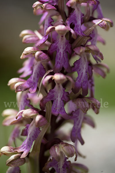 Roberts Mastorchis (Barlia robertiana)