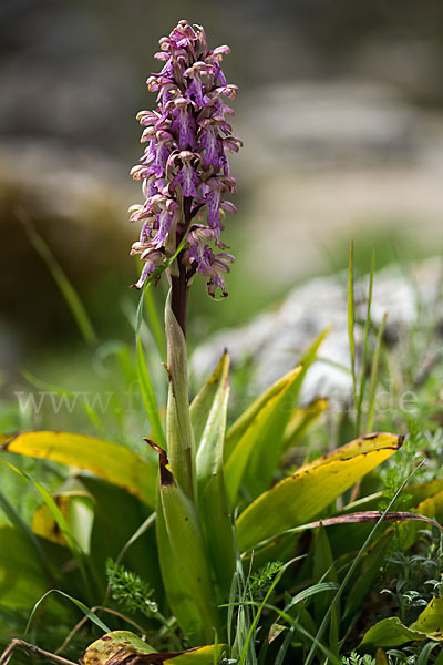 Roberts Mastorchis (Barlia robertiana)