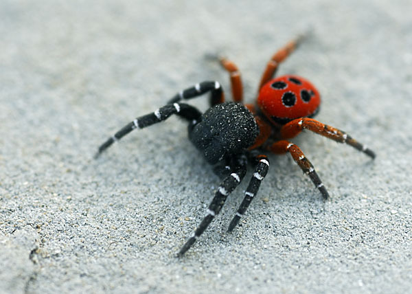 Röhrenspinne spec. (Eresus  cinnaberinus)