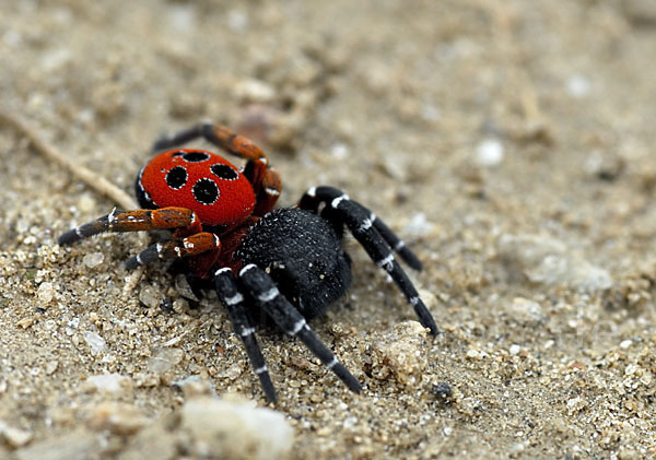 Röhrenspinne spec. (Eresus  cinnaberinus)