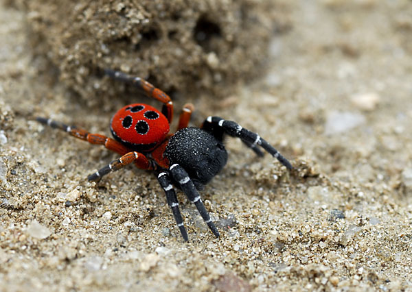 Röhrenspinne spec. (Eresus  cinnaberinus)