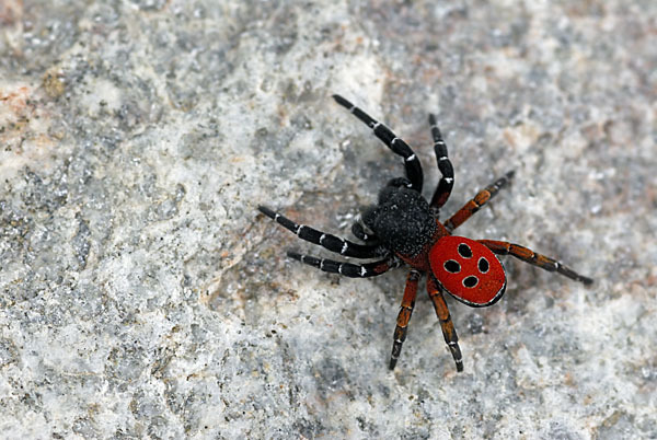 Röhrenspinne spec. (Eresus  cinnaberinus)