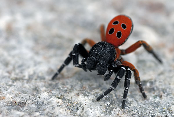 Röhrenspinne spec. (Eresus  cinnaberinus)