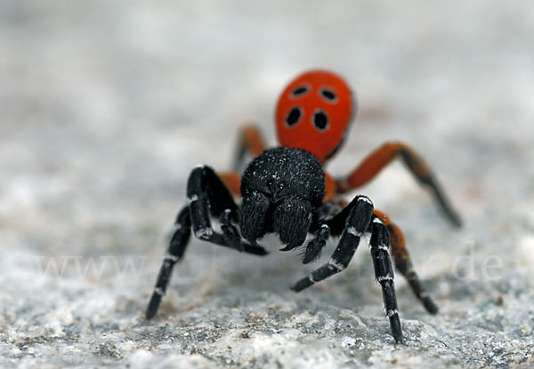 Röhrenspinne spec. (Eresus  cinnaberinus)