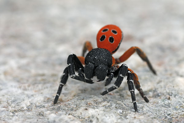 Röhrenspinne spec. (Eresus  cinnaberinus)