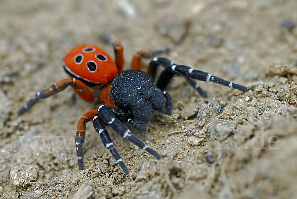 Röhrenspinne spec. (Eresus  cinnaberinus)