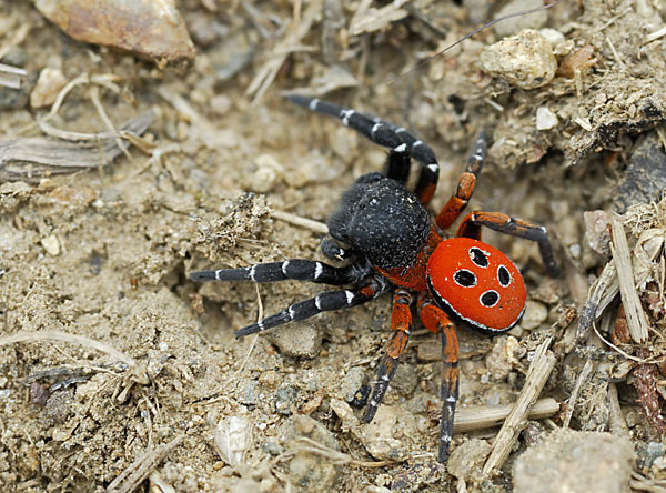 Röhrenspinne spec. (Eresus  cinnaberinus)