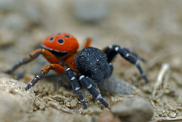 Röhrenspinne spec. (Eresus  cinnaberinus)