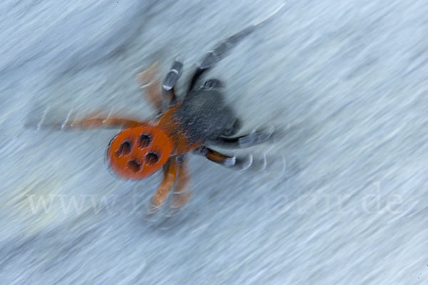 Röhrenspinne spec. (Eresus  cinnaberinus)