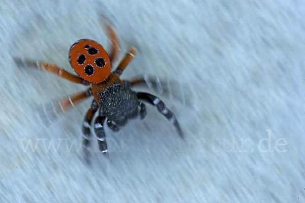 Röhrenspinne spec. (Eresus  cinnaberinus)